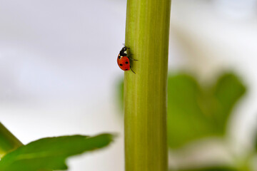 Fototapeta premium Ladybug Celery Stem 01