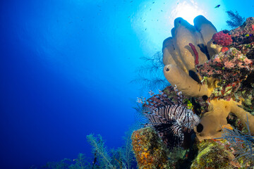 An invasive red lionfish in the Caribbean sea lurks in among coral and sponge that makes up the tropical reef. The sun can be seen shining down on the deep blue water