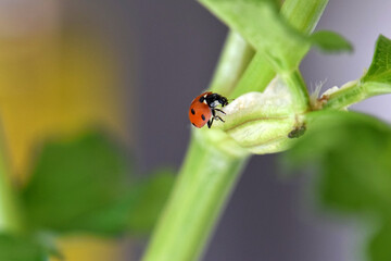 Ladybug Celery Stem 03