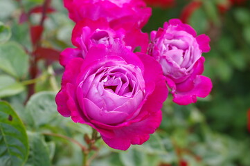太陽の光を浴びて咲き誇るバラ園の気品漂うピンク色の薔薇の花