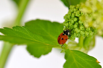 Fototapeta premium Wild Celery Ladybug 07