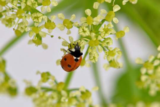 Wild Celery Ladybug 06