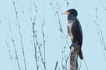 Phalacrocorax lucidus, white-breasted cormorant, massive black bird with webbed feet, long neck, curved beak sits high in a tree, migration of birds of family Phalacrocoracidae, wildlife protection