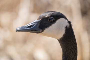 Canadian goose gets a close up headshot in the park on a sunny day