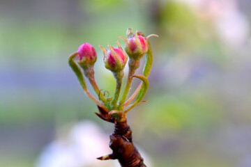 Pear Blossom Pink 01