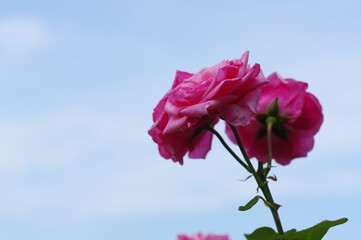太陽の光を浴びて咲き誇るバラ園の気品漂うピンク色の薔薇の花