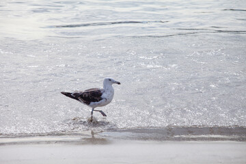 Seagull on the beach in Arraial do Cabo