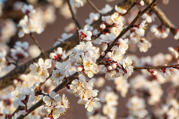 Blooming apricot in the garden. Spring flowering trees. Pollination of apricot flowers