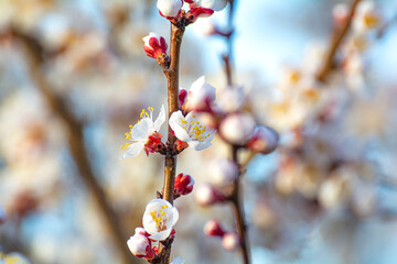 Blooming apricot in the garden. Spring flowering trees. Pollination of apricot flowers