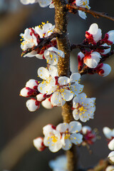Blooming apricot in the garden. Spring flowering trees. Pollination of apricot flowers