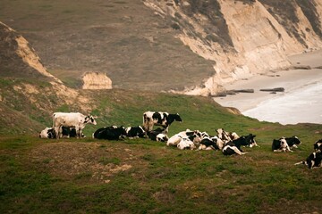 Herd of cows on the coast
