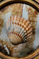 The shell of a red-colored shell lies on a rusty mirror or glass. Close-up