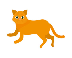 cute orange cat
