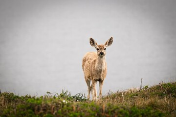 roe deer in the meadow