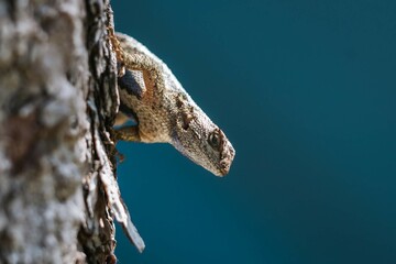 Lizard on the tree