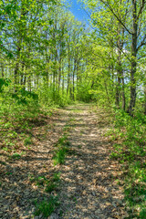 path in the forest
