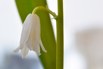 White Bell Hyacinth 06
