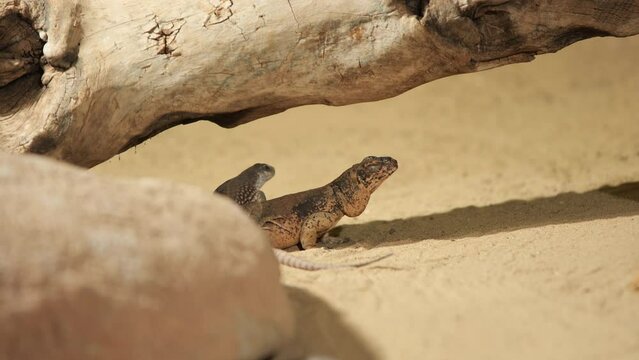common chuckwalla sauromalus ater resting under a branch on sand Prague zoo