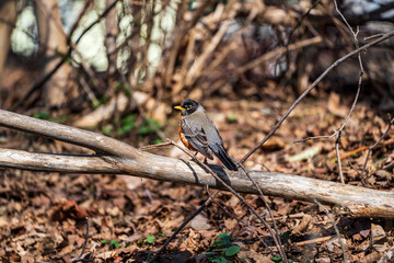 Robin on a branch
