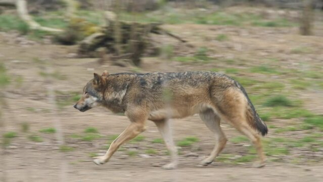 eurasian wolf canis lupus lupus walking autumn season Prague zoo