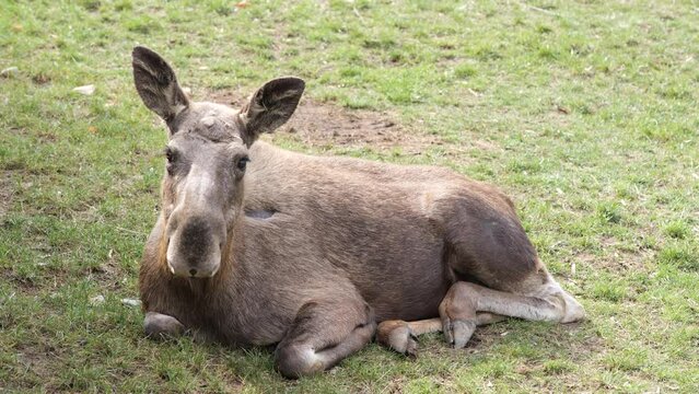 elk moose alces relaxing on grass Prague zoo