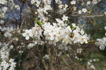 Kwitnące kwiaty na drzewie