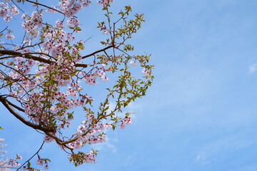 青い空と桜