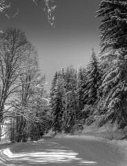 illustration d'une forêt enneigée avec un magnifique ciel en noir et blanc