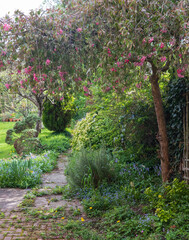 Slightly neglected, overgrown, secluded, messy suburban garden with crazy paving path, cherry...