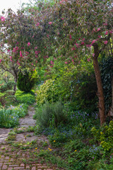 Slightly neglected, overgrown, secluded, messy suburban garden with crazy paving path, cherry blossom tree, shrubs, flowers and greenery.