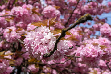 Close up of fresh pastel pink cherry blossom in springtime, photographed in Pinner, north west London UK