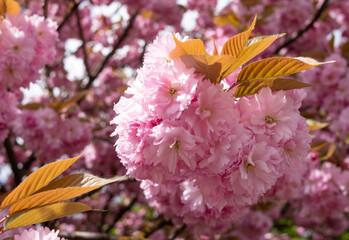 Close up of fresh pastel pink cherry blossom in springtime, photographed in Pinner, north west London UK