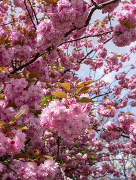 Close up of fresh pastel pink cherry blossom in springtime, photographed in Pinner, north west London UK