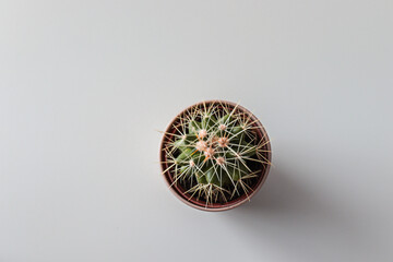 Close-up cactus on white background, isolated.