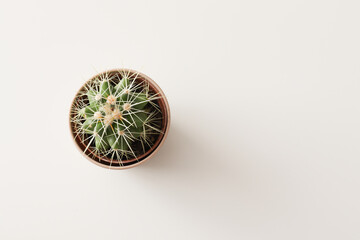 Close-up cactus on white background, isolated.