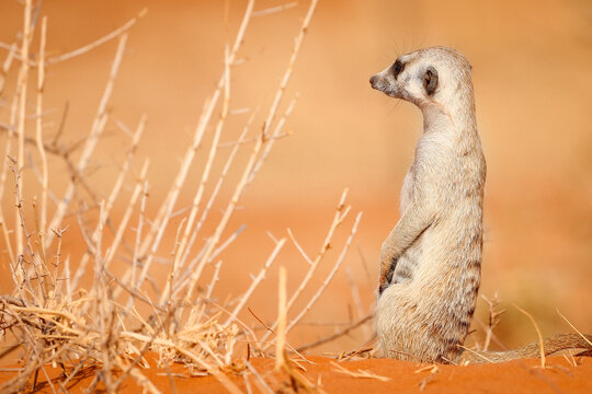 A meerkat sits on the sand in the Kalahari Desert, Namibia.