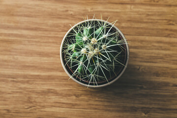 Fototapeta na wymiar Cactus on the wooden background, selective focus.