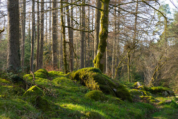 Afternoon in the woods.