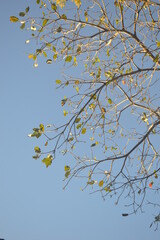autumn leaves against blue sky