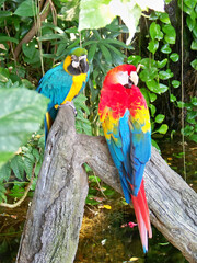ara parrots are sitting on the tree