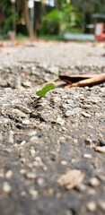Ant carrying leaf over rock