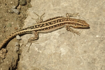 a lizard on a stone sunny day wildlife close up scenery