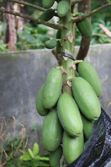 Papaya fruit that is still green on the tree