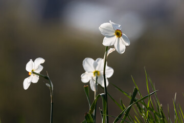 close-up of a group of white daffodil flowers. Dark blurred background. View from below