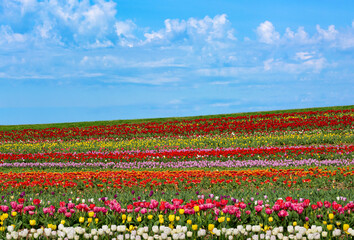 Rows of multi-colored tulips blooming in Virginia USA with copy space
