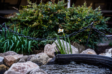 Isolated daffodil growing at the side a  landscaping pond.