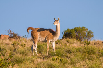 Guanaco in semidesertic landscape, Peninsula Valdes, Patagonia, Argentina