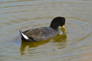 Red fronted Coot eating in a lagoon, Patagonia, Argentina