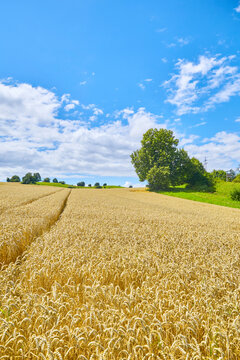 Landscape with grain field shortly before harvest.