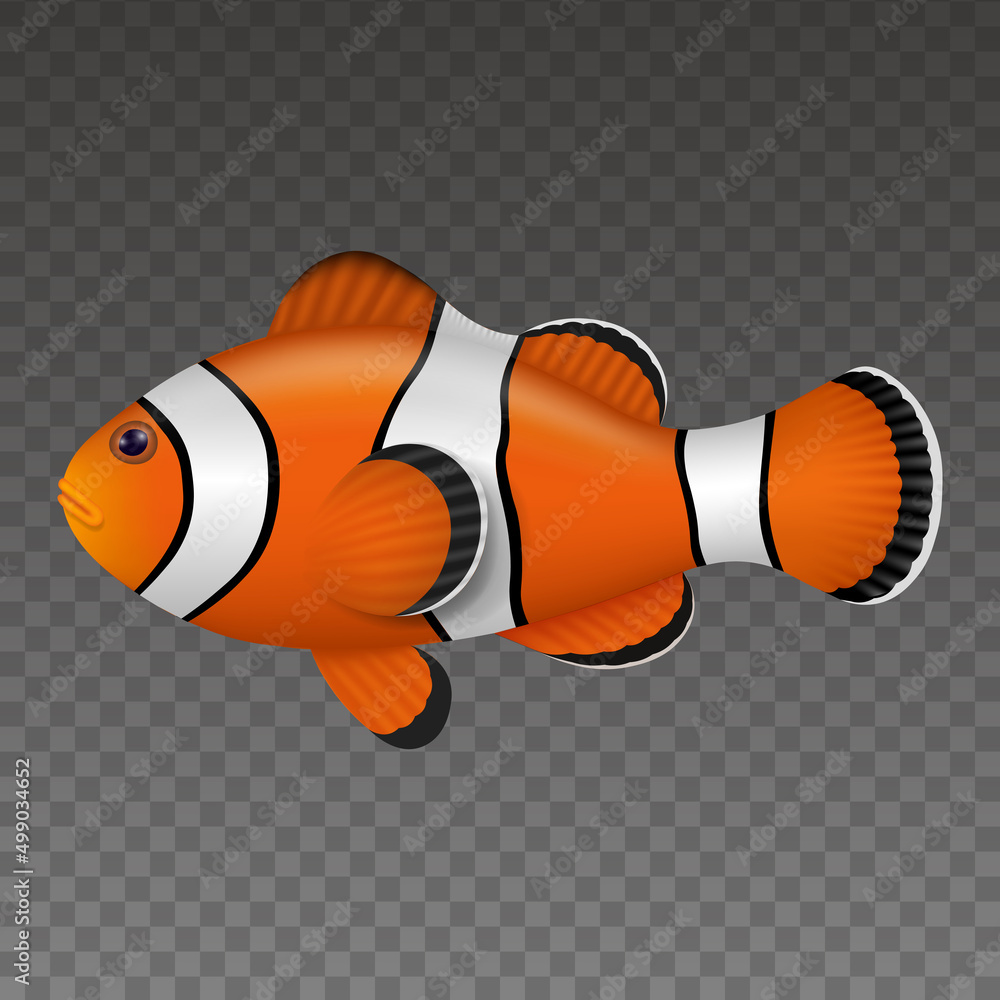 Wall mural isolated clown fish. colorful fish realistic illustration